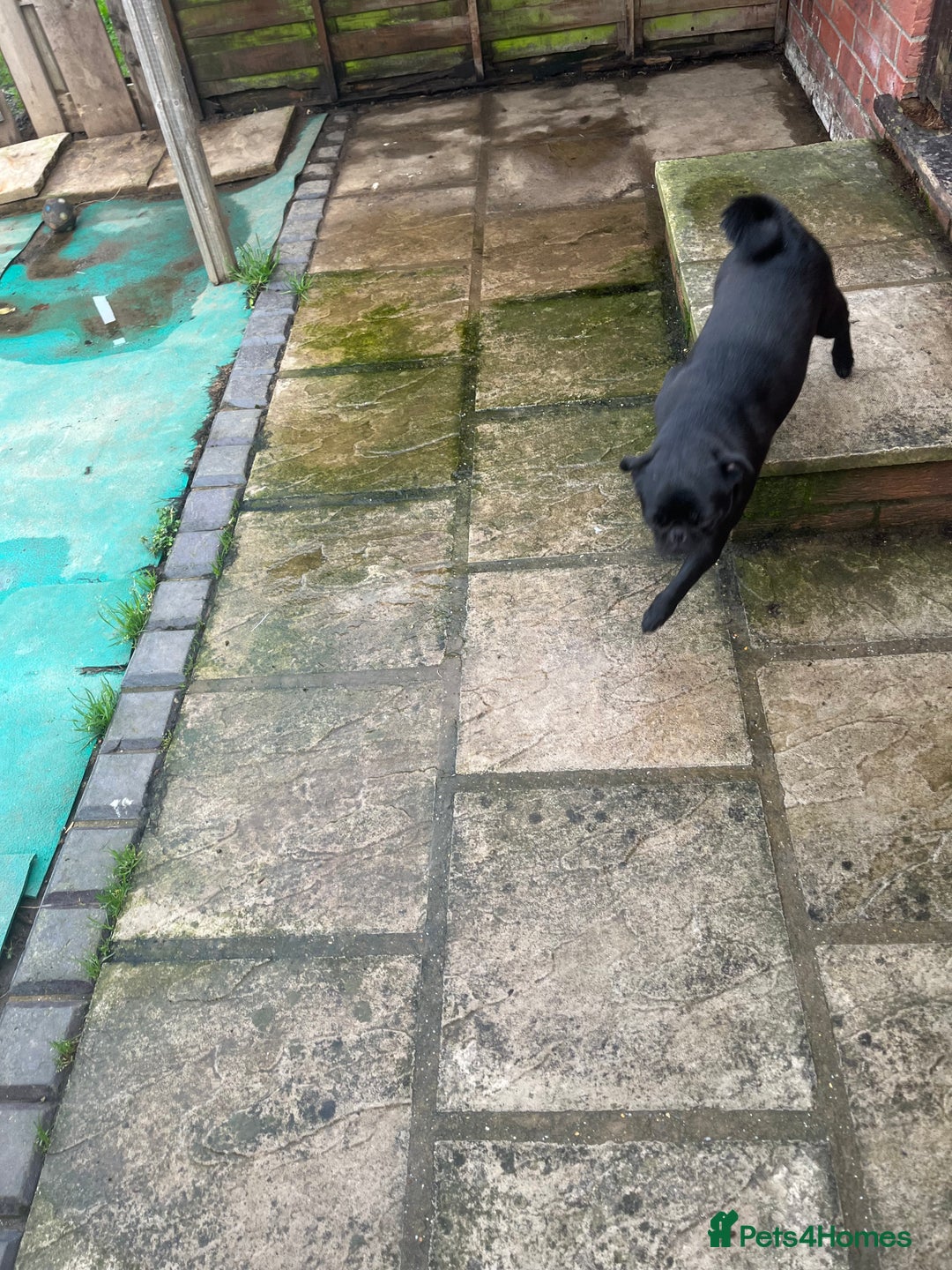 Pug dogs for sale: 2x 14month black pug bitches - Image 7