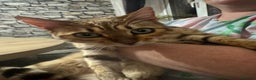 Bengal cats for sale: 2 girl bengals 13 month old - Advert 1