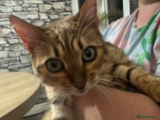 Bengal cats 2 girl bengals 13 month old - Advert 1