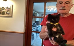 Ragdoll cats for sale: Beautiful Maine Coon, Tabby Cross kittens - Image 10
