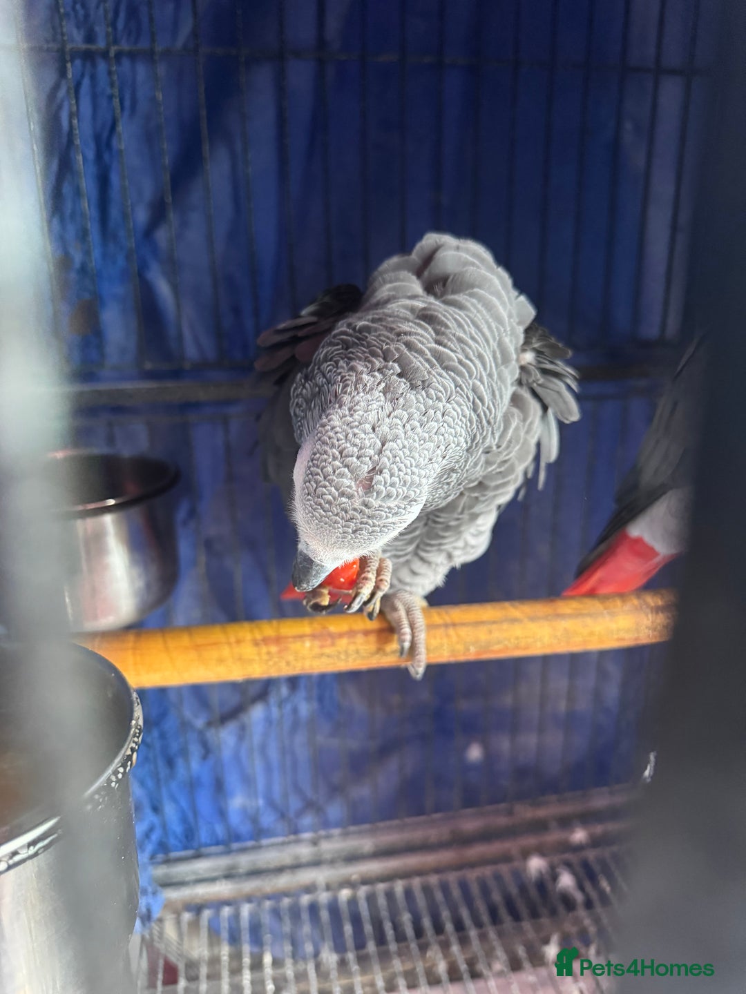 Parrots birds for sale: 2 African grey parrots  - Image 1