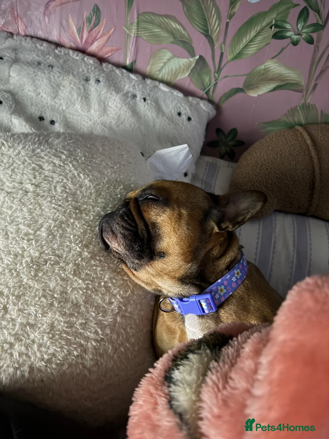 French Bulldog dogs for sale: Lola female Frenchie  - Advert 5