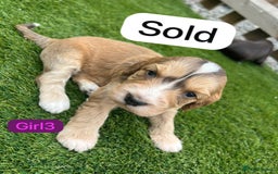 Cockapoo dogs for sale: F1B puppies - Image 5