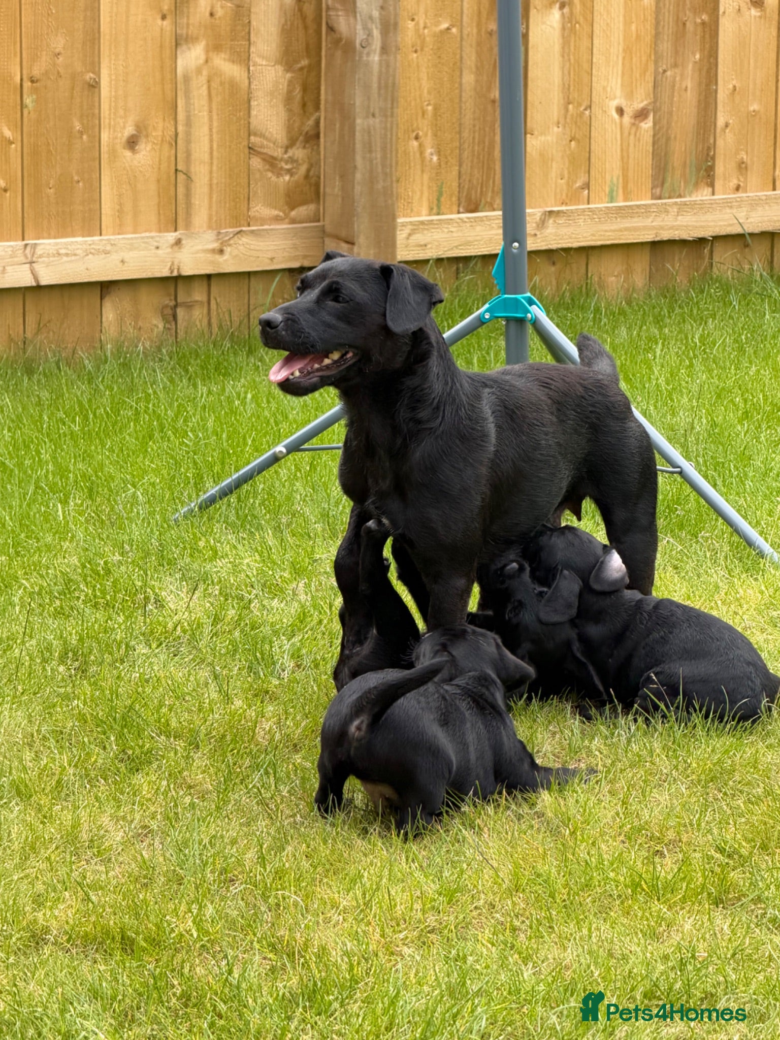 Patterdale Terrier dogs 3 patterdale terriers puppies available  - Advert 2