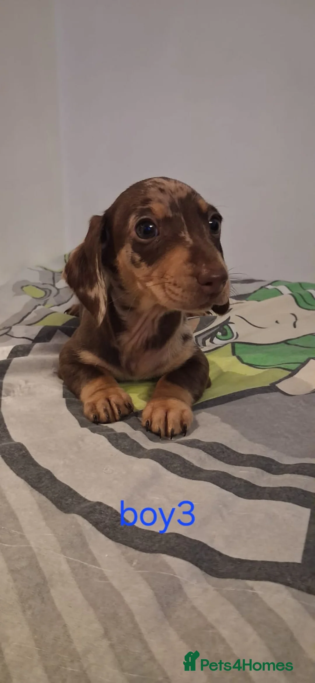 Dachshund dogs for sale: Beautiful miniature Dachshund babies  in Barnsley - Advert 11