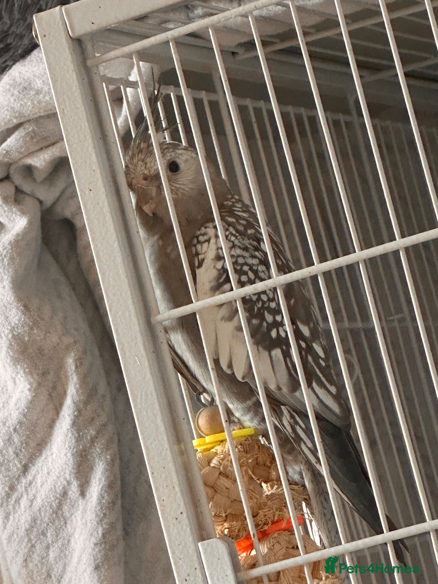 Cockatiels birds for sale: Two beautiful pearl faced cockatiels  - Advert 1