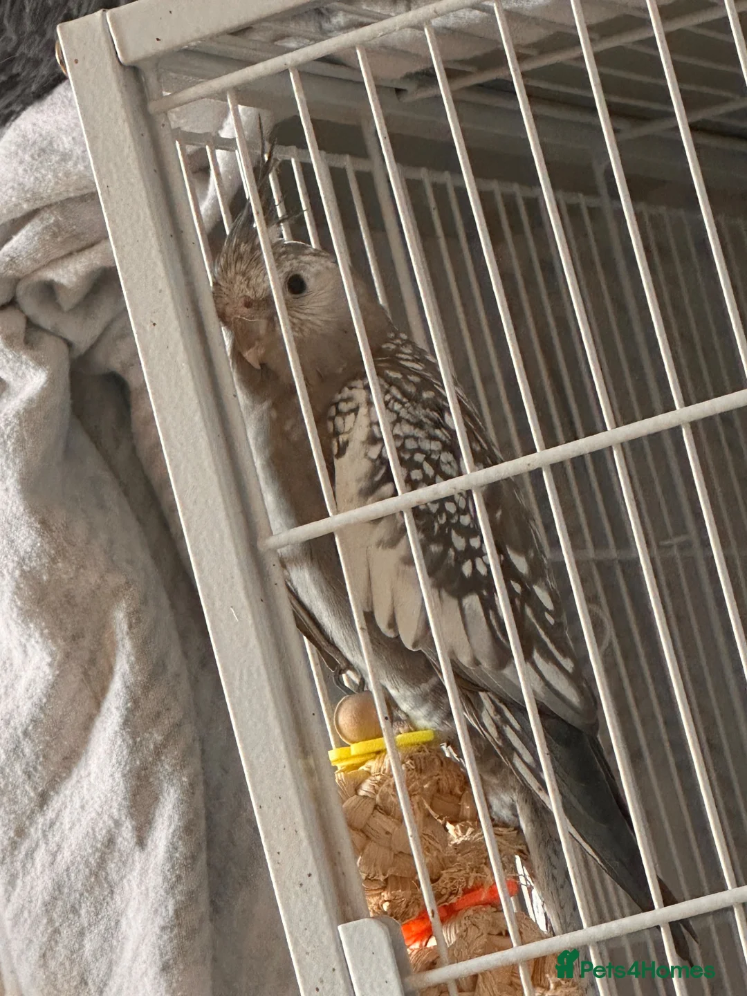 Cockatiels birds for sale: Two beautiful pearl faced cockatiels  - Advert 1
