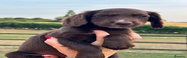 Chocolate Dog