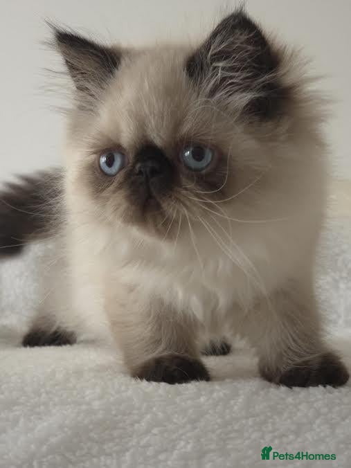 Persian cats Persian Himalayan Kittens - Advert 1