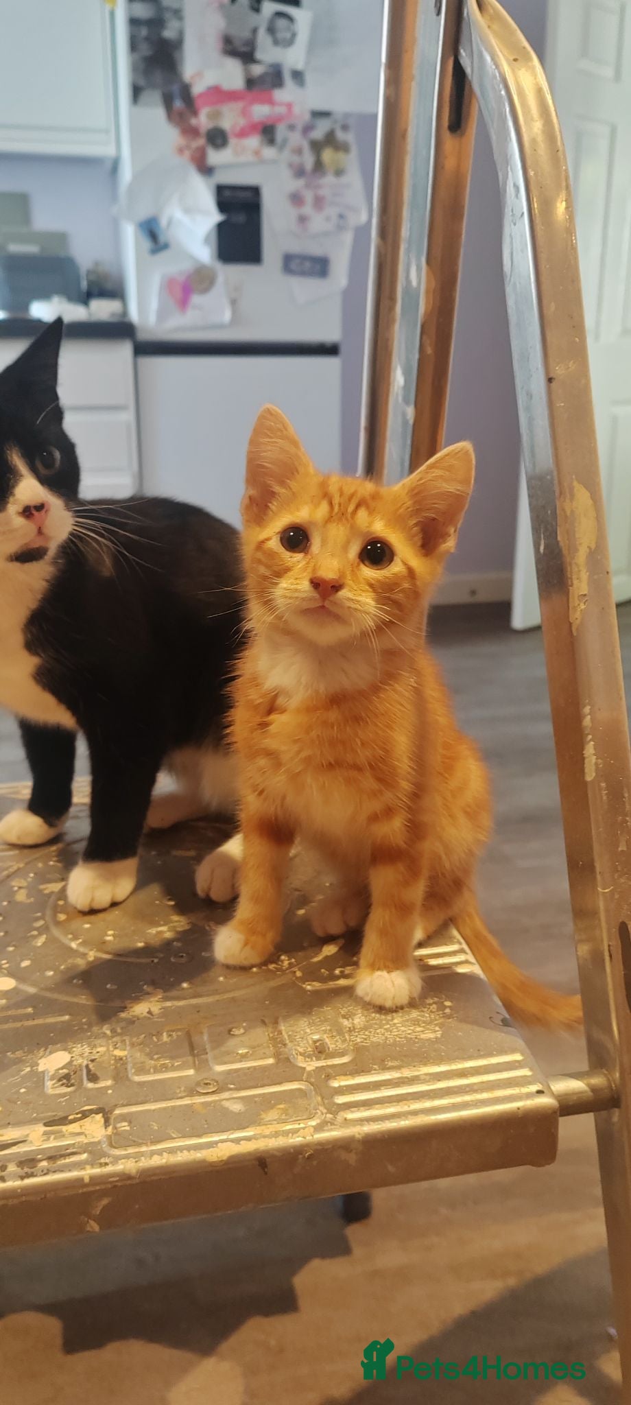Mixed Breed cats Beautiful ginger girl - Advert 1