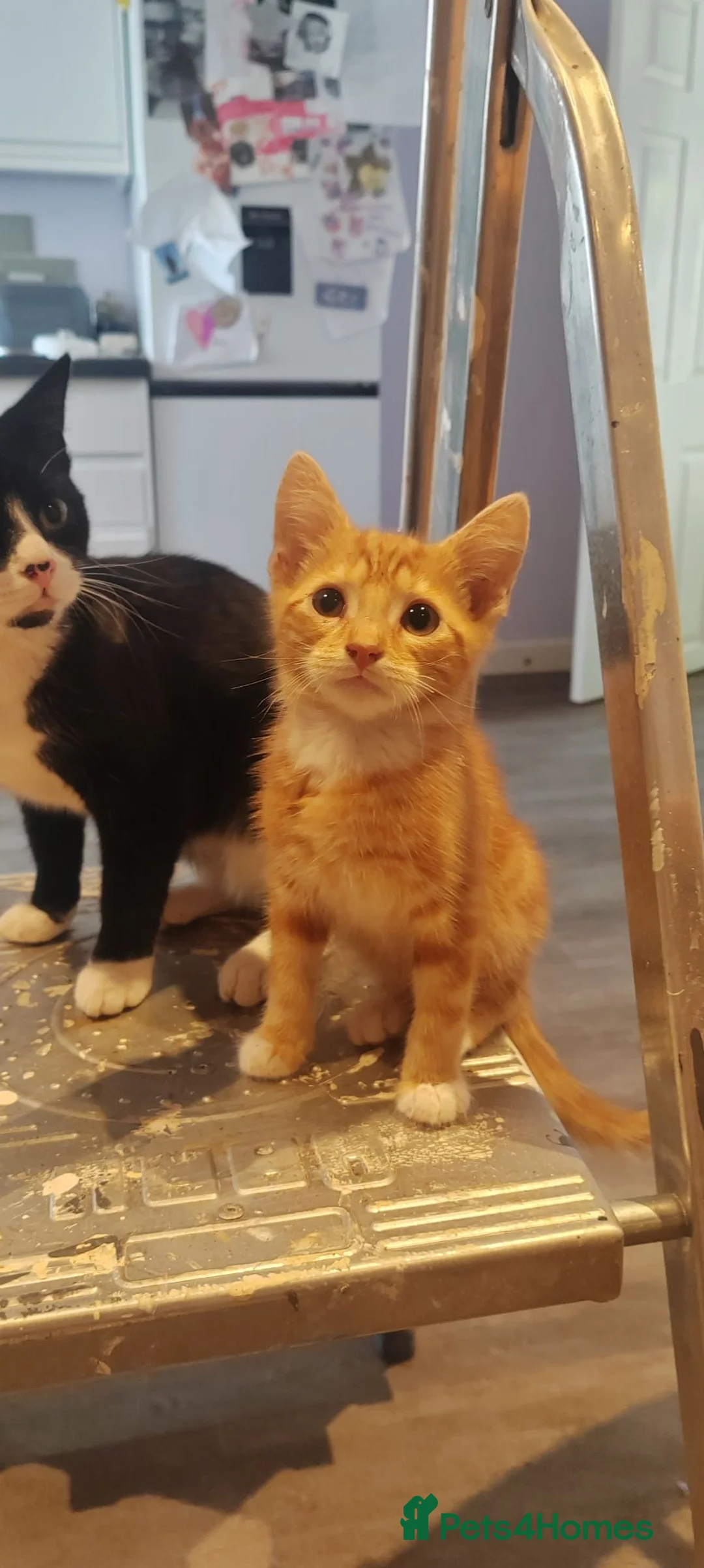 Mixed Breed cats for sale: Beautiful ginger girl in Rushden - Advert 1