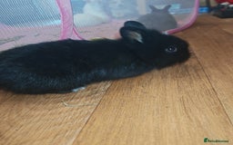 Lionhead rabbits for sale: 4 baby Lionhead rabbits - Advert 8