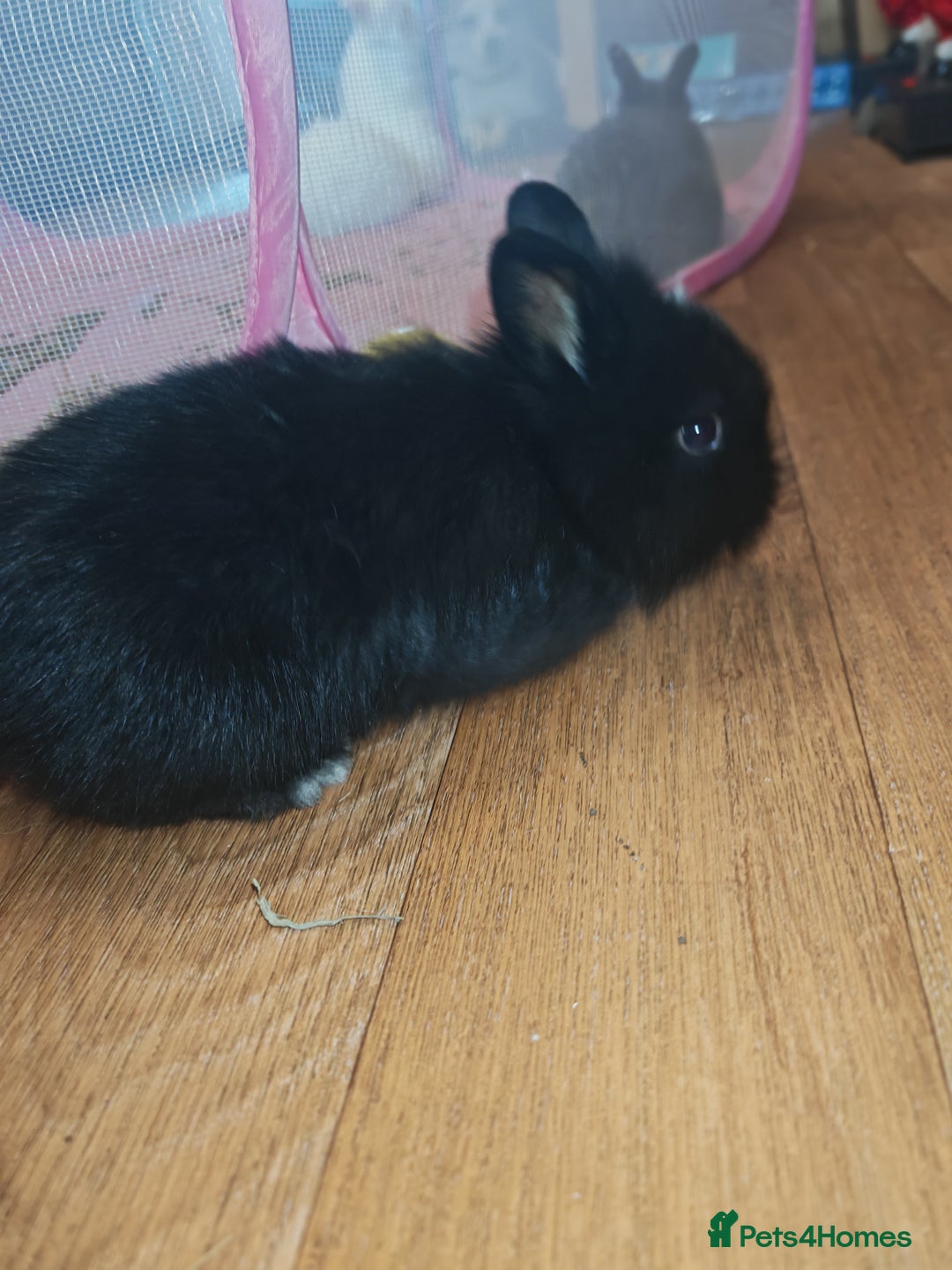 Lionhead rabbits for sale: 4 baby Lionhead rabbits - Advert 8