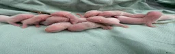 Ferret rodents for sale: ANGELICFERRETS IS BACK - Advert 3