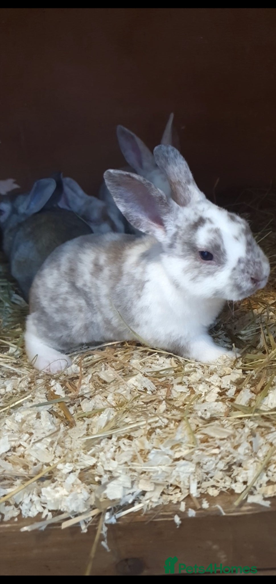 Rex rabbits for sale: Mini rex babies  - Advert 4