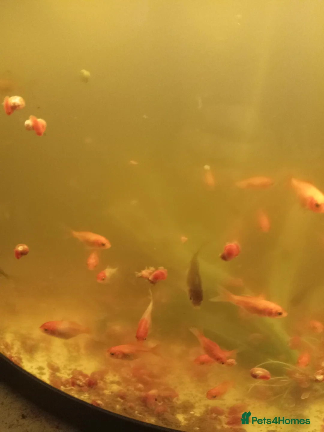 Goldfish fish for sale: Goldfish from 2 months - 8 months  in Dunstable - Advert 2