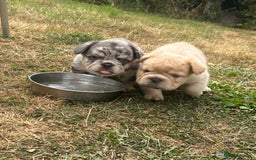 French Bulldog dogs for sale: 7 fluffy French Bulldogs puppies - Image 19