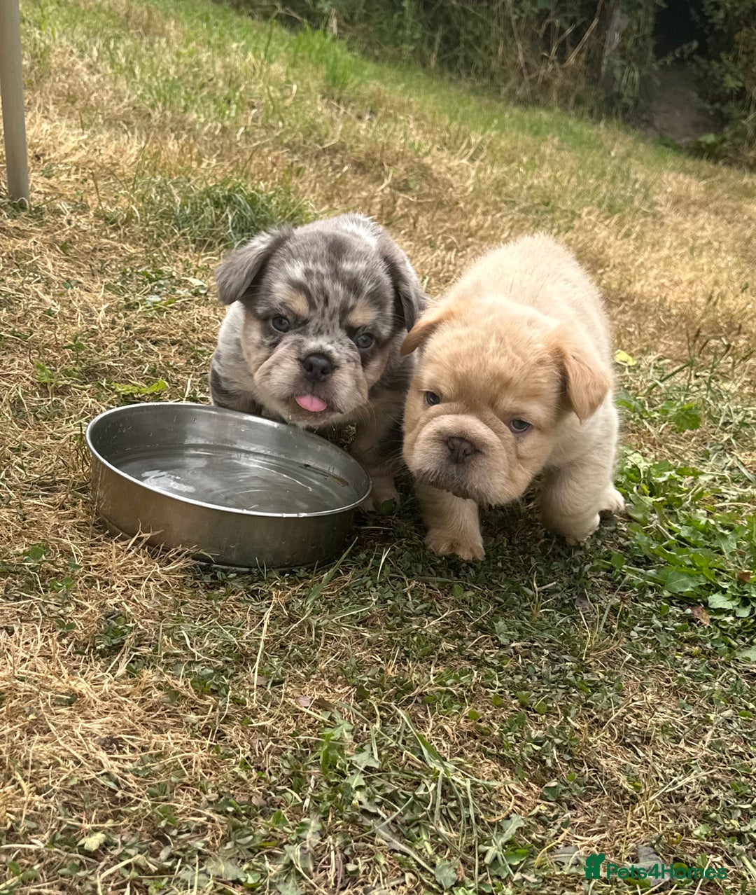 French Bulldog dogs for sale: 7 fluffy French Bulldogs puppies - Image 19