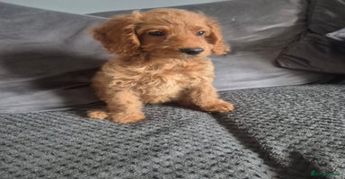 Cockapoo dogs - Advert 11