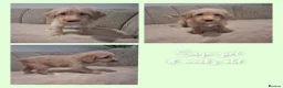 Mixed Breed dogs for sale: Miniature (Australian) Labradoodles girls - Advert 9