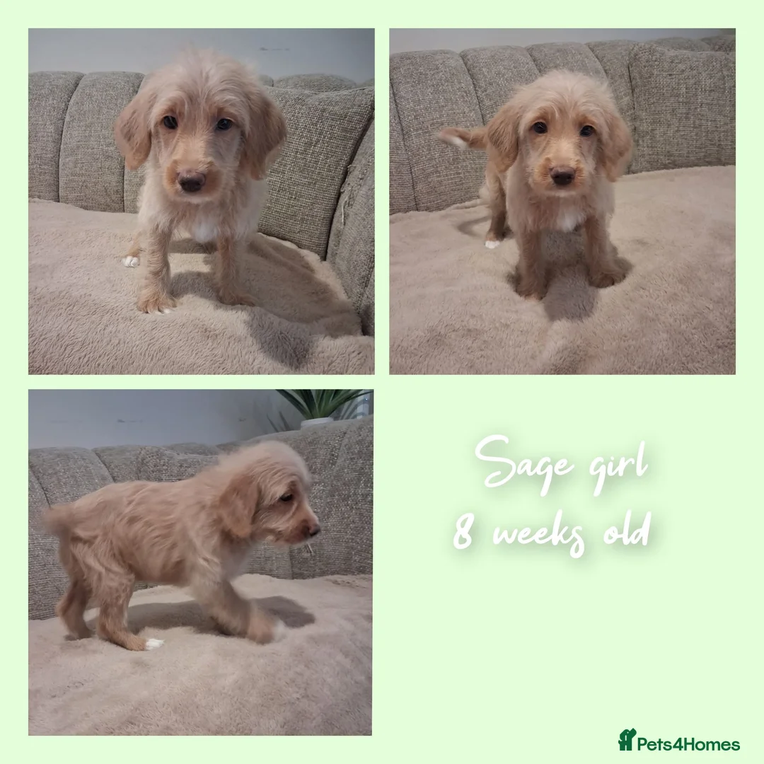 Mixed Breed dogs for sale: Miniature (Australian) Labradoodles girls - Advert 9