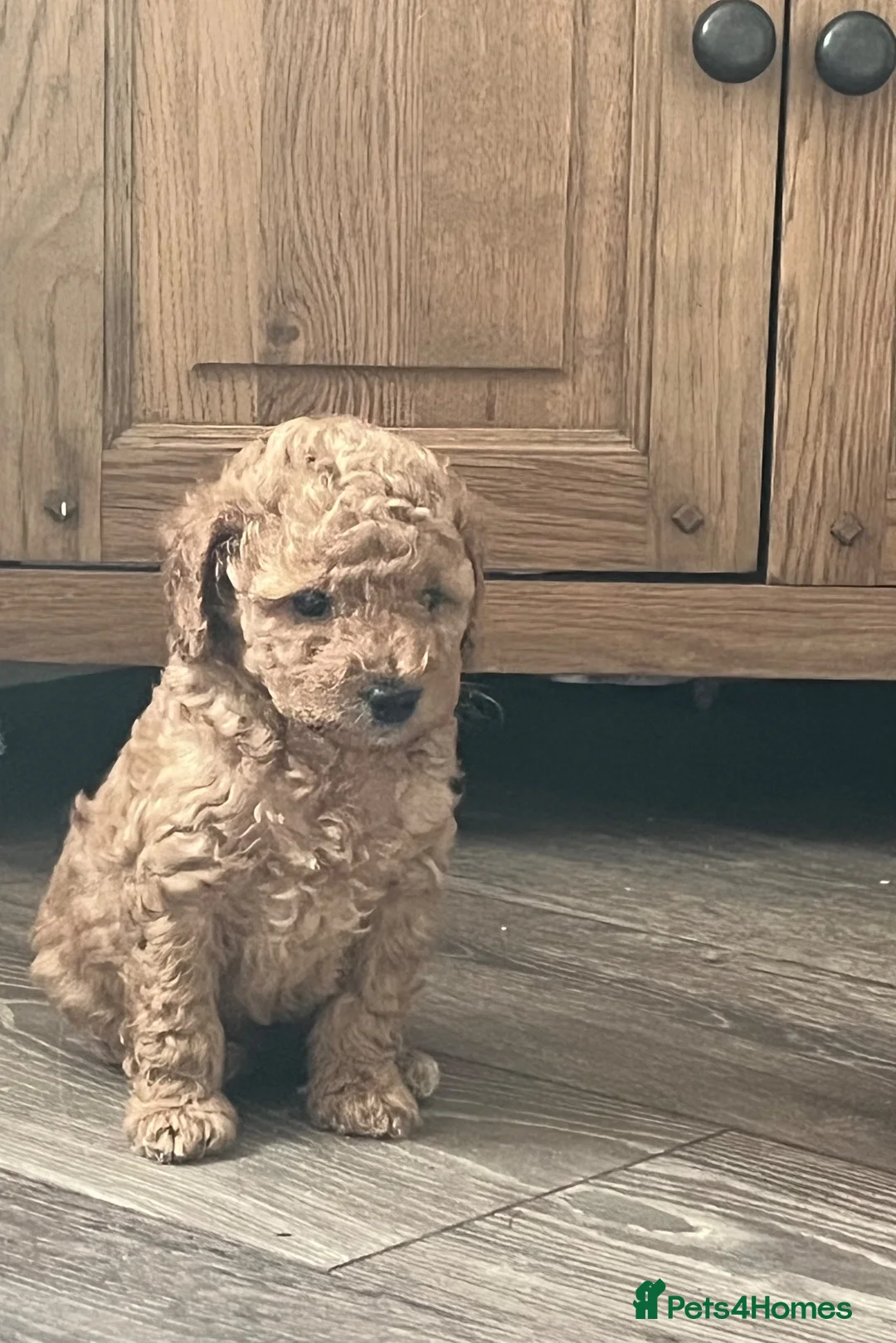 Poochon dogs for sale: Poochon x miniature poodle pups ready 28/08/26 - Advert 1