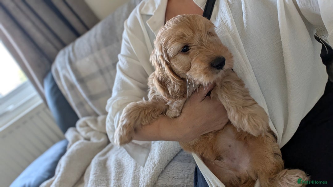 Cockapoo dogs for sale: Beautiful boy cockapoo - Image 3
