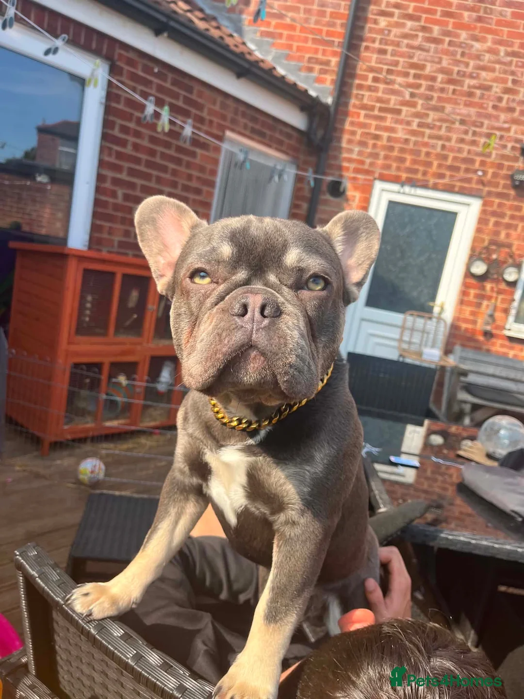 French Bulldog dogs for sale: Reluctantly rehoming frankie - Advert 1