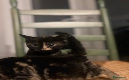 Mixed Breed cats for sale: Bengal Mix- Ready! 4/6 left  - Image 16