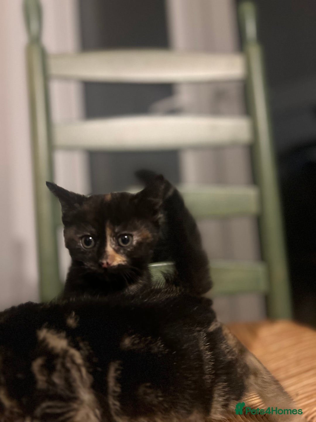 Mixed Breed cats for sale: Bengal Mix- Ready! 4/6 left  - Image 16