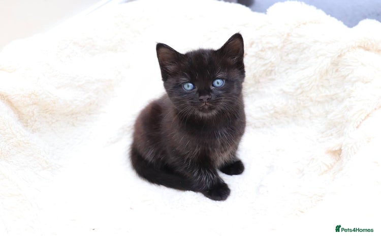 Mixed Breed cats - Advert 7