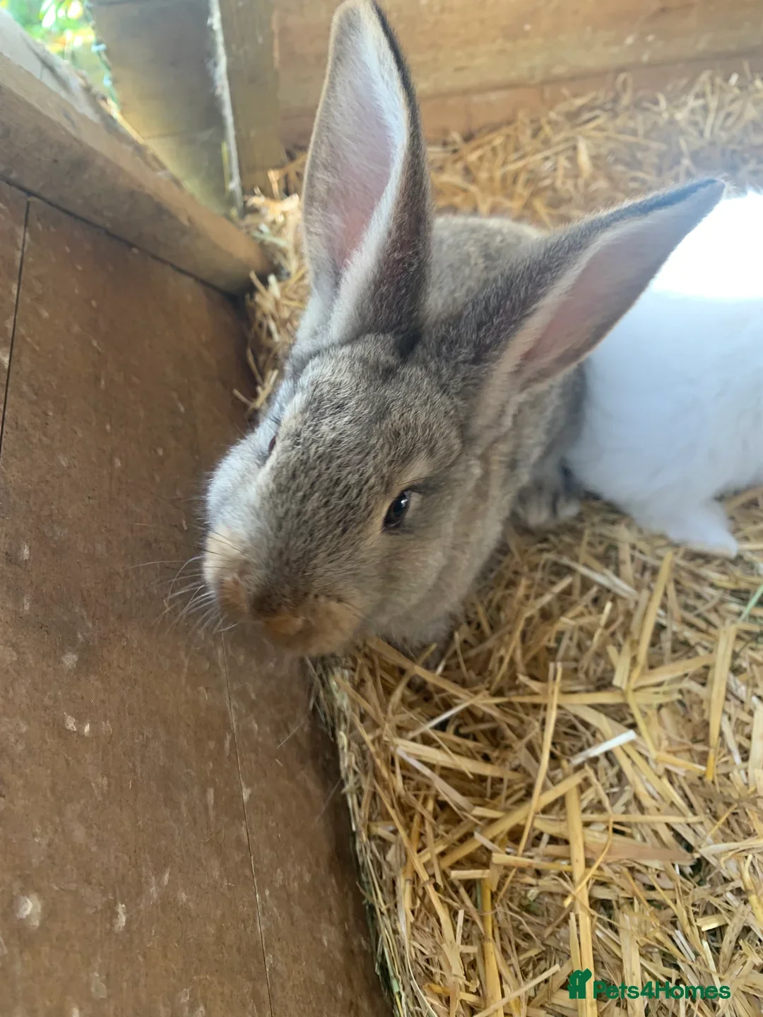 Continental Giant rabbits Real Continental Giant Pure Rabbits - Advert 2