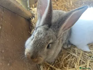 Continental Giant rabbits Real Continental Giant Pure Rabbits - Advert 2