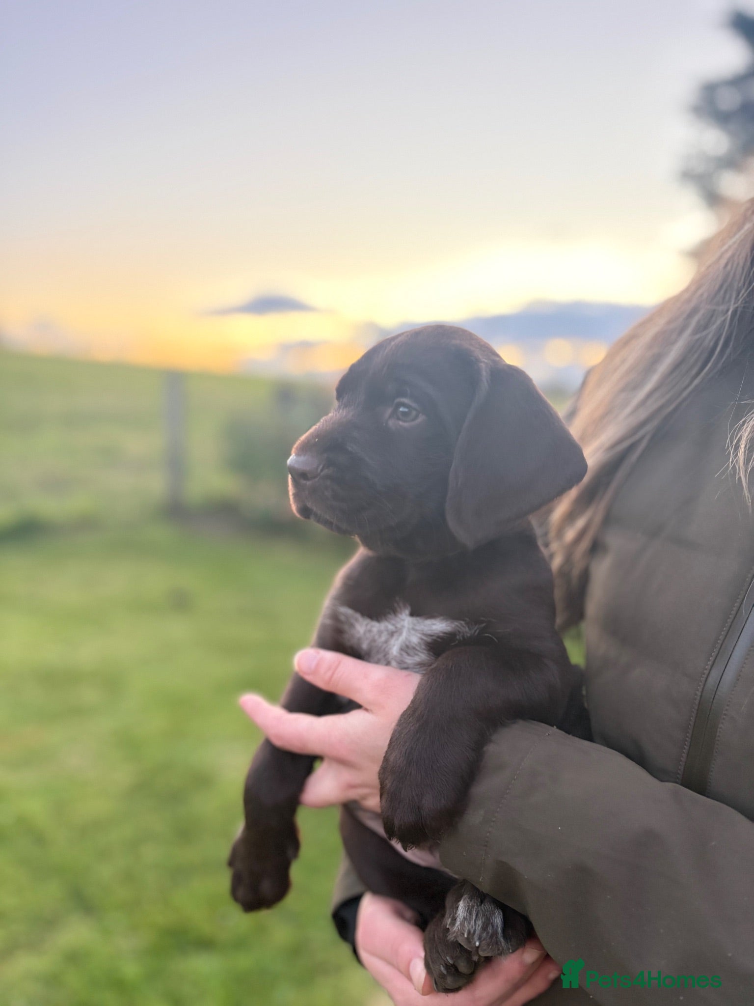 Mixed Breed dogs READY TO LEAVE! GWP X Labrador puppies - Advert 1