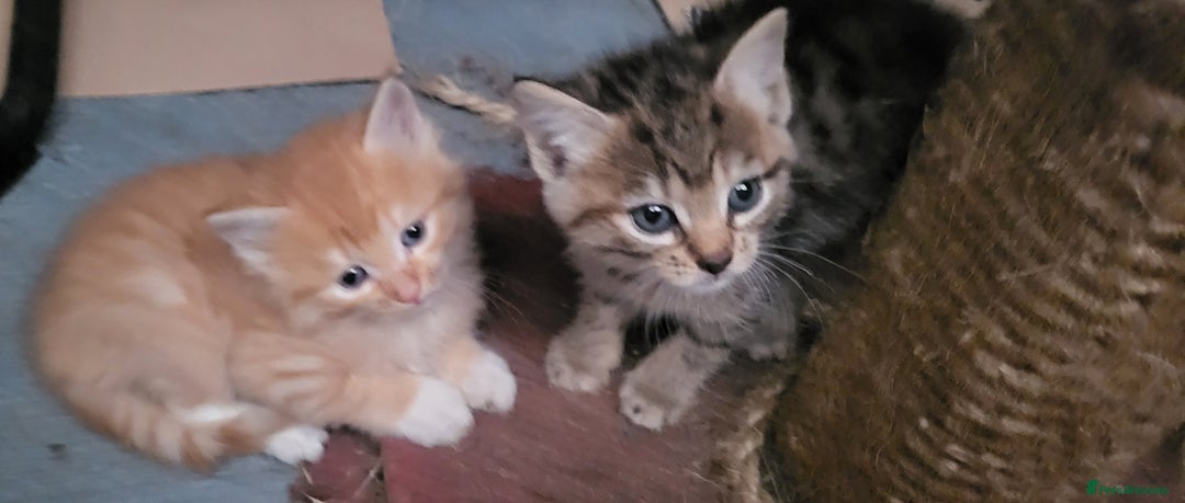 Mixed Breed cats for sale: Beautiful farm kittens  - Image 11