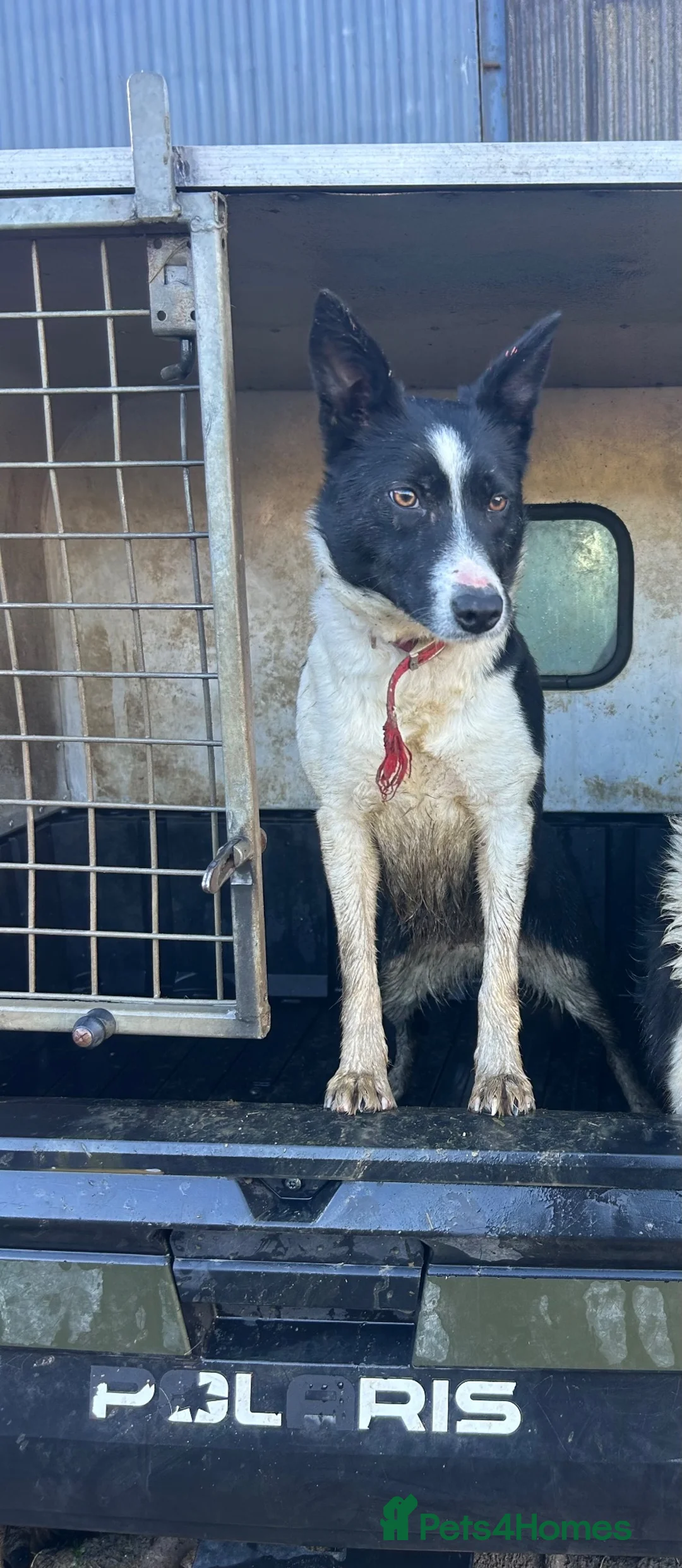 Border Collie dogs for sale: Lovely board collies in Denbigh - Advert 1