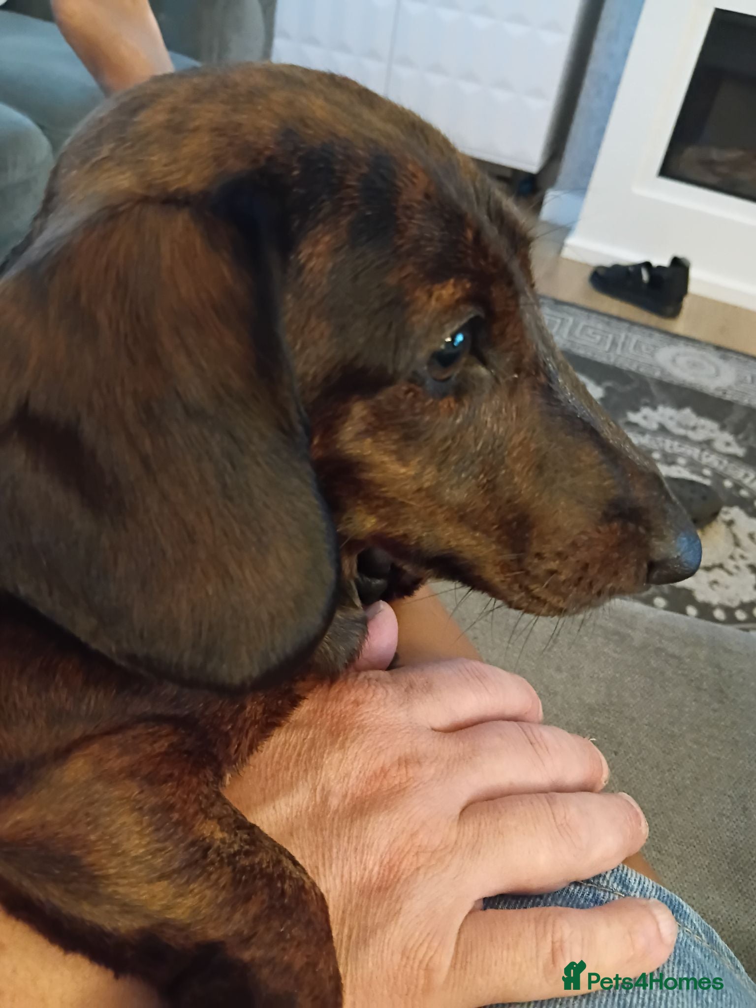 Miniature Dachshund dogs MINI DACHSHUND PUPS. PRA CLEAR.  - Advert 1