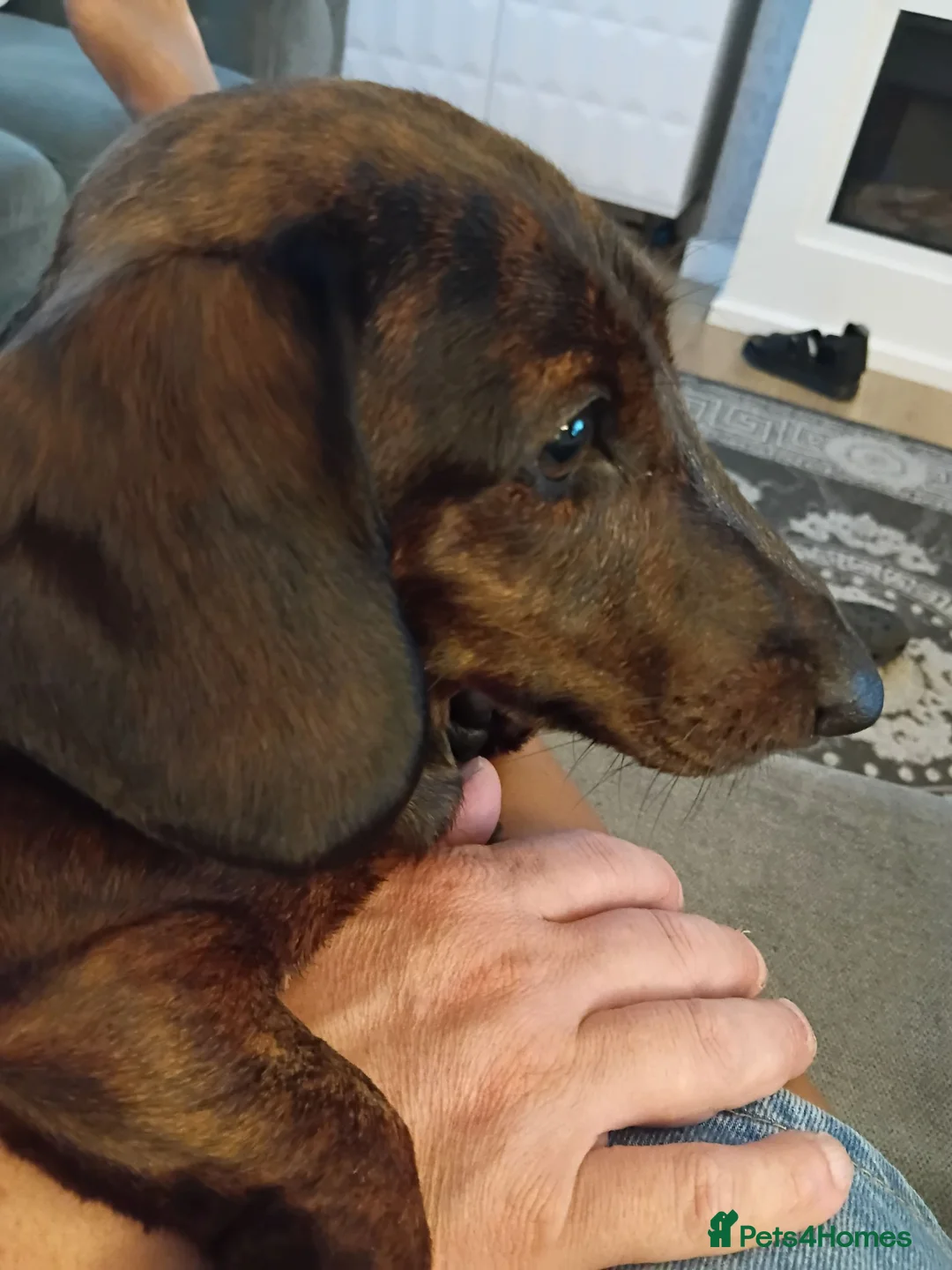 Miniature Dachshund dogs for sale: MINI DACHSHUND PUPS. PRA CLEAR.  - Advert 1