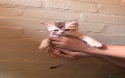 British Shorthair cats for sale: ✨British Shorthair Kittens ✨ - Image 2