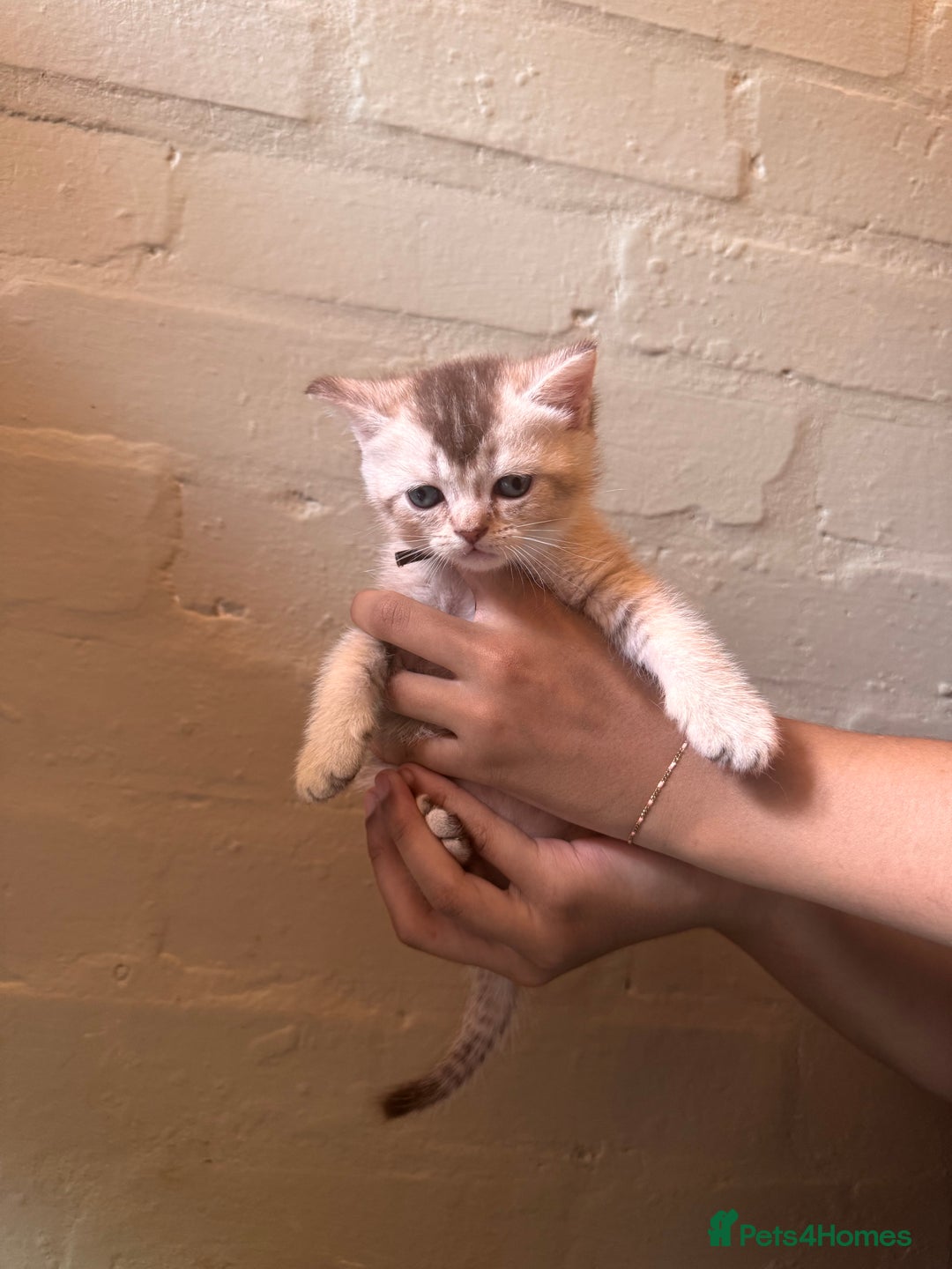 British Shorthair cats for sale: ✨British Shorthair Kittens ✨ - Image 2