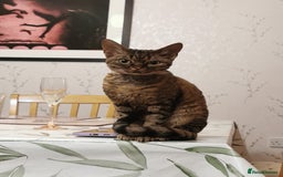 Devon Rex cats for sale: Devon Rex kittens GCCF registered  - Image 5