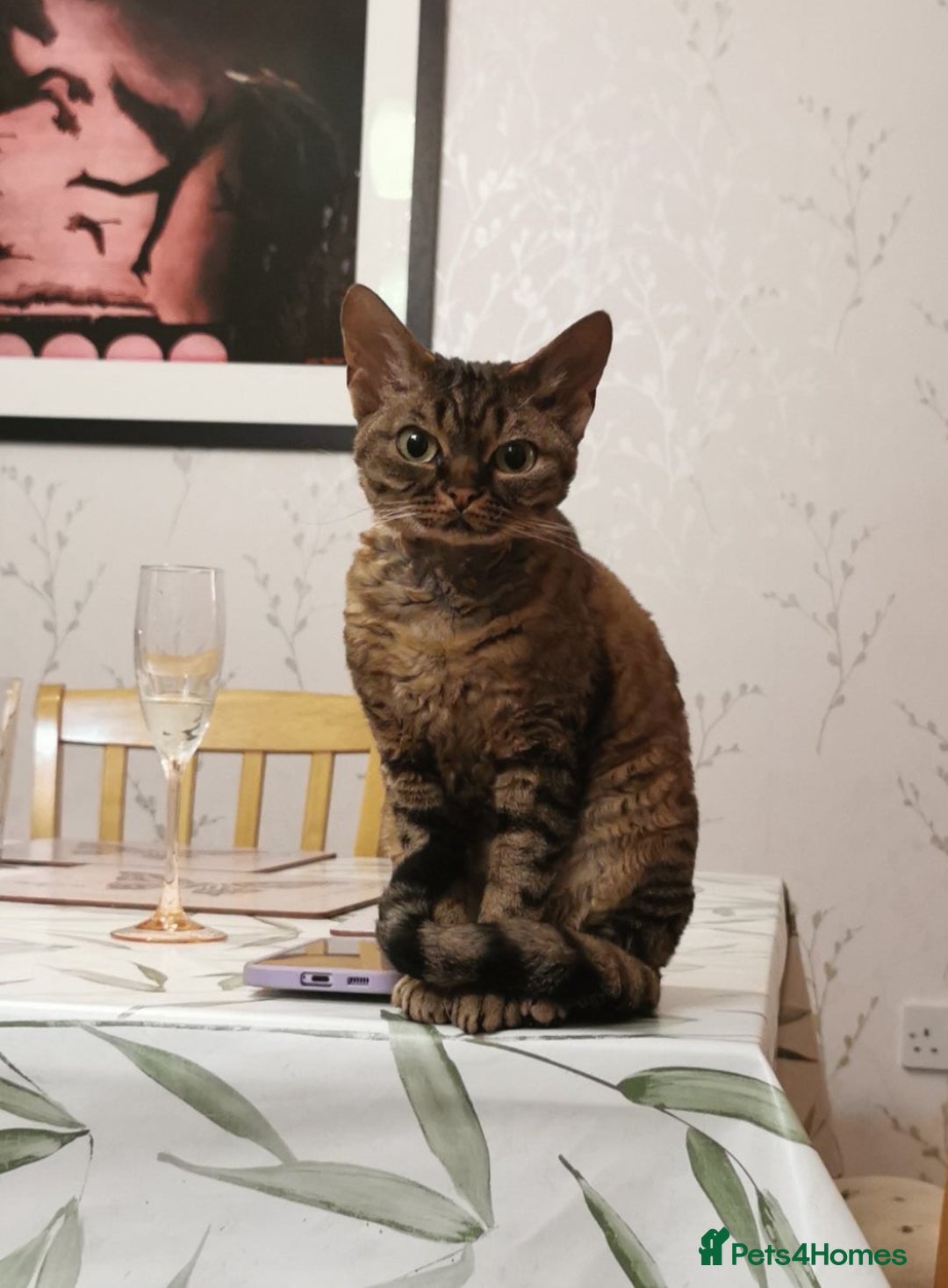 Devon Rex cats for sale: Devon Rex kittens GCCF registered  - Image 5
