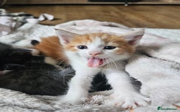 Mixed Breed cats for sale: Kittens are looking for homes  - Image 4