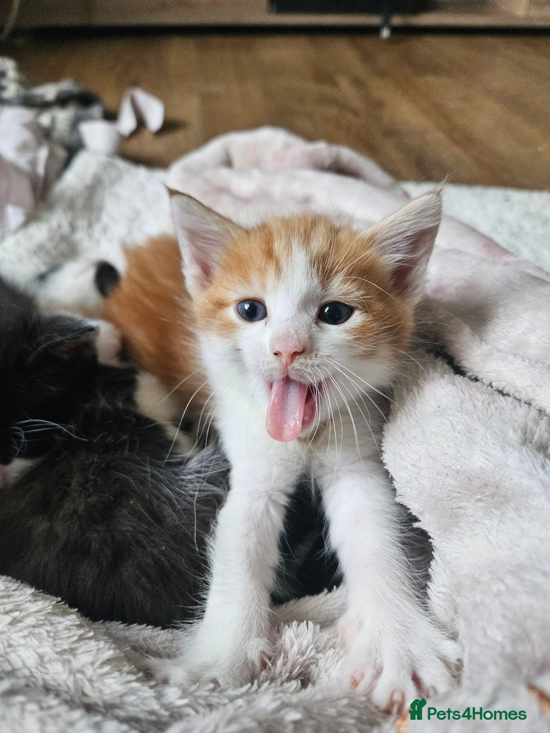 Mixed Breed cats for sale: Kittens are looking for homes  - Image 4