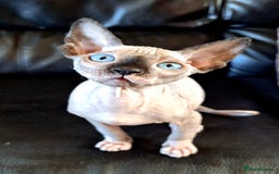 Sphynx cats for sale: Sphynx Kitten - Advert 2