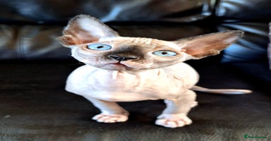 Sphynx cats Sphynx Kitten - Advert 4