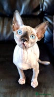Sphynx cats Sphynx Kitten - Advert 6