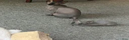 Sphynx cats for sale: Adorable sphynx girl  - Advert 5
