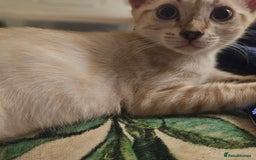 Bengal cats for sale: Bengal boy seeking cat only home  - Image 4