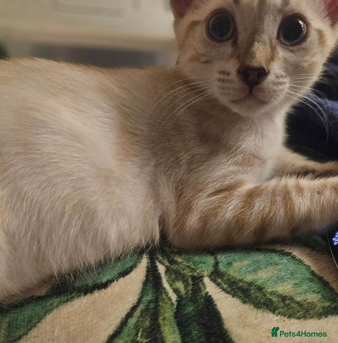 Bengal cats for sale: Bengal boy seeking cat only home  - Image 4
